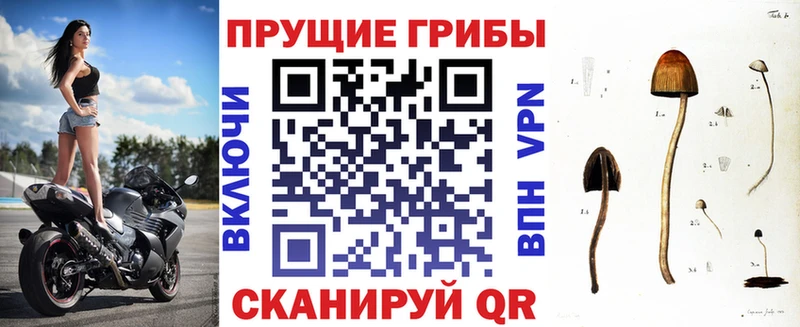 Псилоцибиновые грибы Psilocybine cubensis Куровское